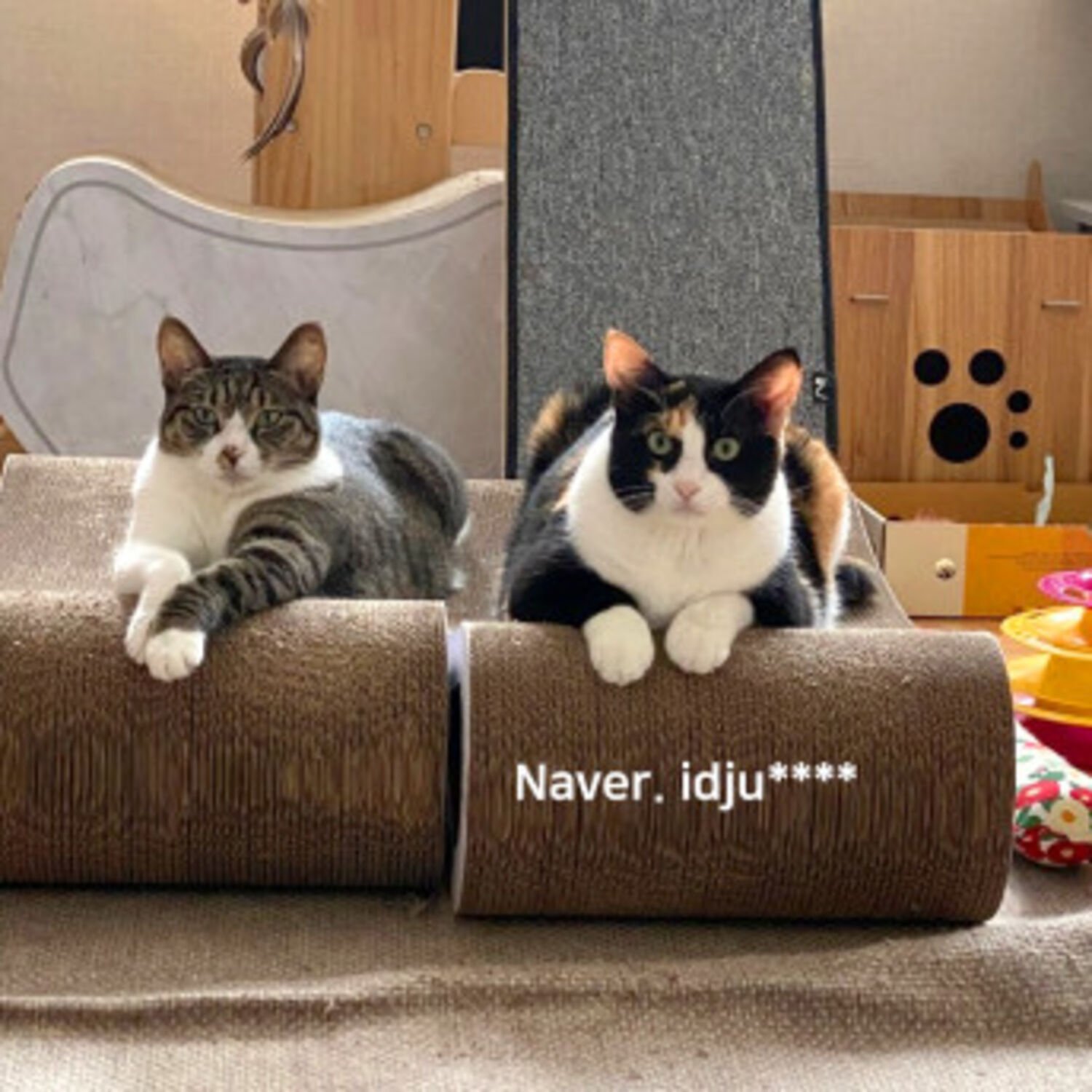 오케이펫코리아 고양이 스크래쳐 탱글이 2개 세트